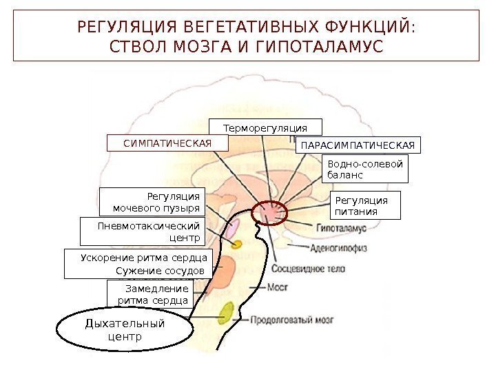   РЕГУЛЯЦИЯ ВЕГЕТАТИВНЫХ ФУНКЦИЙ: СТВОЛ МОЗГА И ГИПОТАЛАМУС Ускорение ритма сердца Сужение сосудов