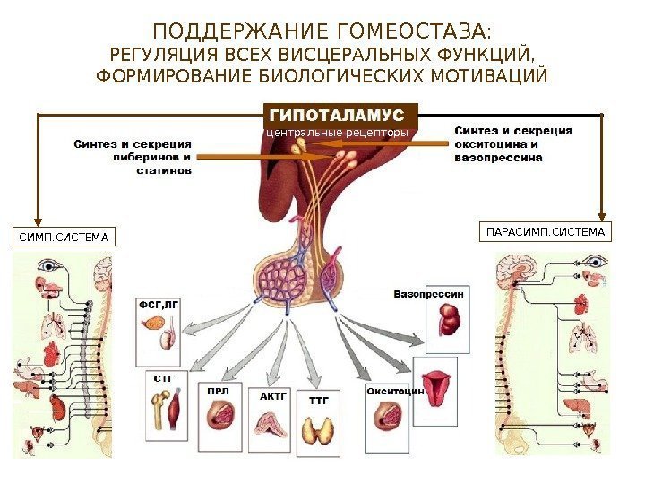   СИМП. СИСТЕМА ПАРАСИМП. СИСТЕМАПОДДЕРЖАНИЕ ГОМЕОСТАЗА: РЕГУЛЯЦИЯ ВСЕХ ВИСЦЕРАЛЬНЫХ ФУНКЦИЙ, ФОРМИРОВАНИЕ БИОЛОГИЧЕСКИХ МОТИВАЦИЙ