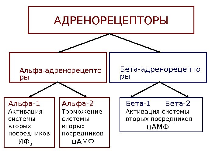   АДРЕНОРЕЦЕПТОРЫ Альфа-адренорецепто ры Бета-адренорецепто ры Альфа-1 Активация системы вторых посредников  ИФ