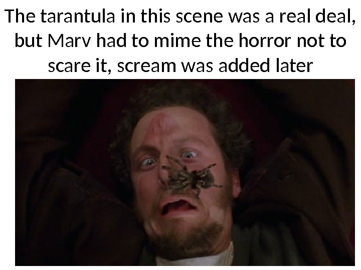 The tarantula in this scene was a real deal,  but Marv had to