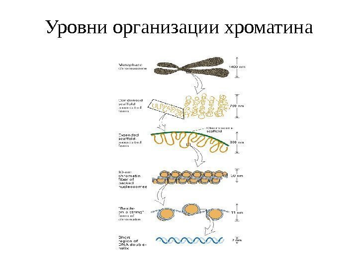 Уровни организации хроматина 