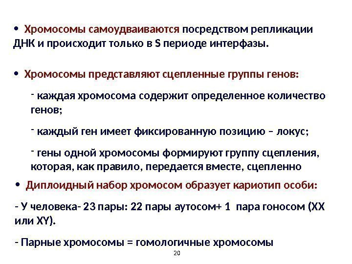 20 • Хромосомы самоудваиваются посредством репликации ДНК и  происходит только в S периоде