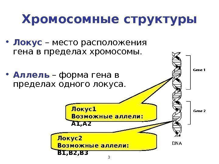 3 Хромосомные структуры • Локус – место расположения гена в пределах хромосомы.  •