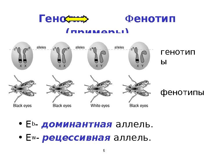 6  Генотип  Ф енотип  ( примеры ) • Eb - доминантная