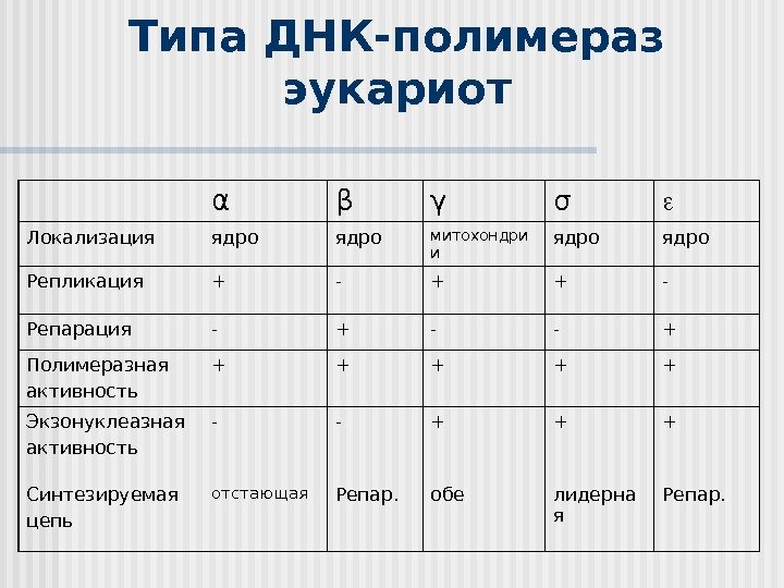 Типа ДНК-полимераз эукариот α β γ σ Локализация ядро митохондри и ядро Репликация +