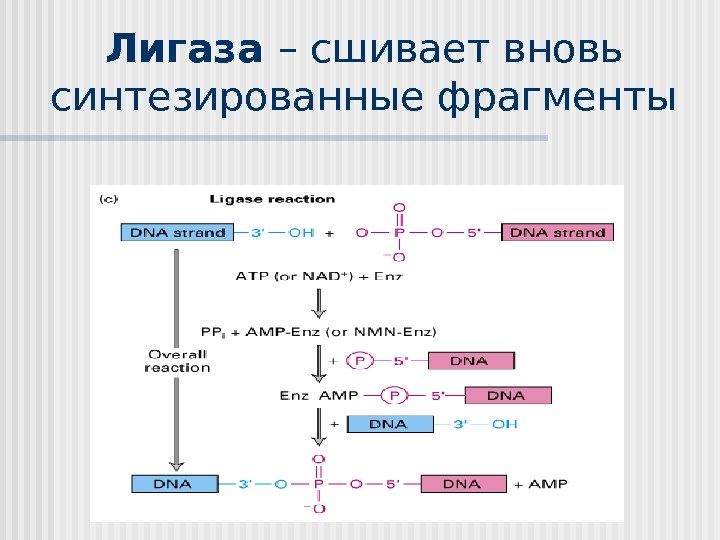 Лигаза  – сшивает вновь синтезированные фрагменты  