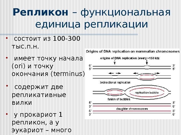 Репликон  – функциональная единица репликации •  состоит из 100 -300 тыс. п.