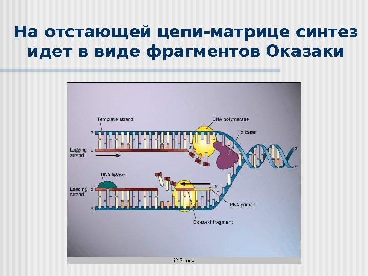 На отстающей цепи-матрице синтез идет в виде фрагментов Оказаки  