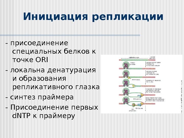 Инициация репликации - присоединение специальных белков к точке ORI - локальна денатурация и образования