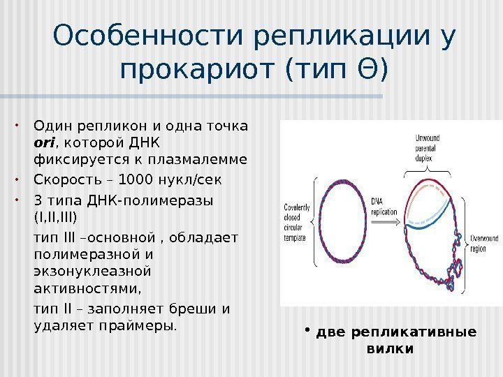 Особенности репликации у прокариот (тип Θ ) • Один репликон  и одна точка