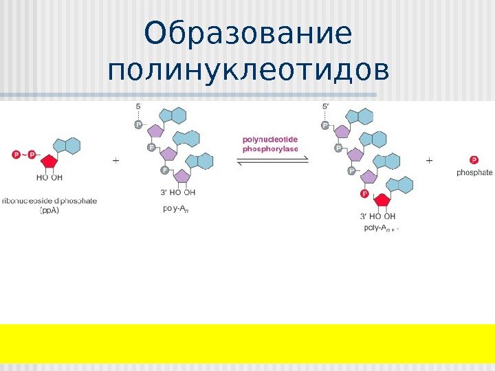 Образование полинуклеотидов  