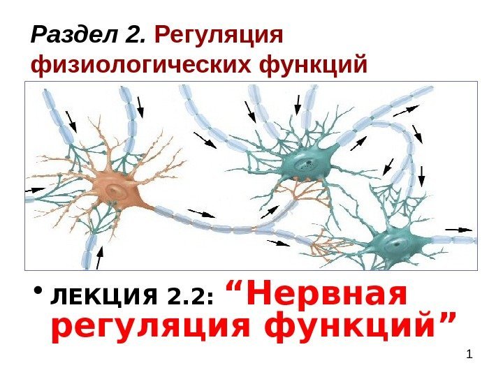  1 • ЛЕКЦИЯ 2. 2: “ Нервная регуляция функций ”Раздел 2.  Регуляция