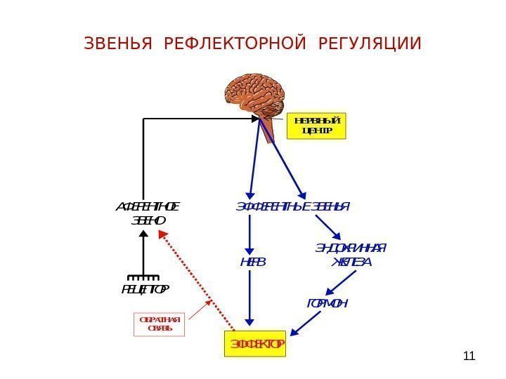  11 ЗВЕНЬЯ РЕФЛЕКТОРНОЙ РЕГУЛЯЦИИ  АФЕРЕНТНОЕ      ЭФФЕРЕНТНЫЕ ЗВЕНЬЯ