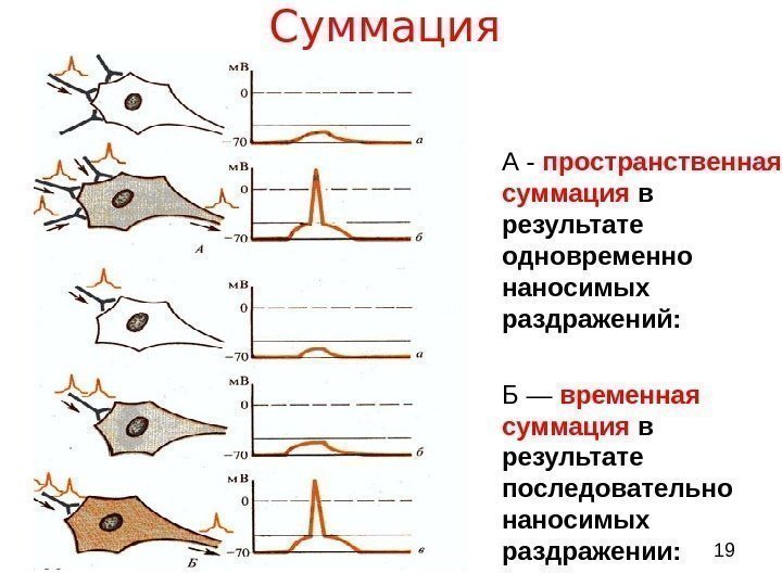  19 Суммация  • А - пространственная суммация  в результате одновременно наносимых