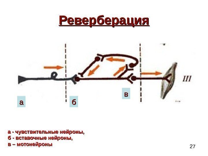 27 Реверберация а - чувствительные нейроны,  б - вставочные нейроны,  в