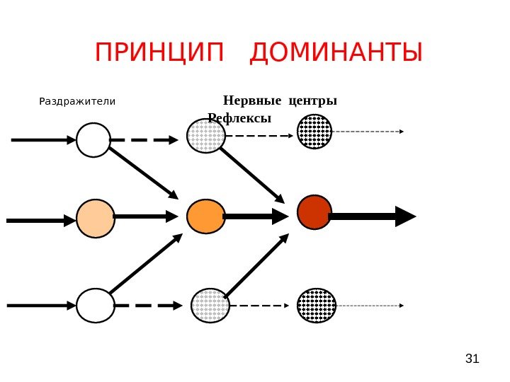  31 ПРИНЦИП  ДОМИНАНТЫ  Раздражители    Нервные центры  