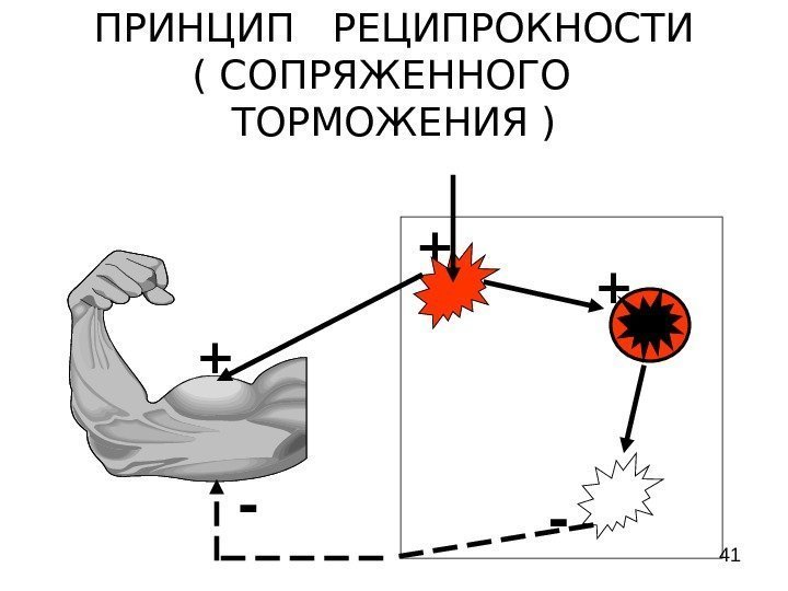  41 ПРИНЦИП  РЕЦИПРОКНОСТИ ( СОПРЯЖЕННОГО  ТОРМОЖЕНИЯ ) +  + --+