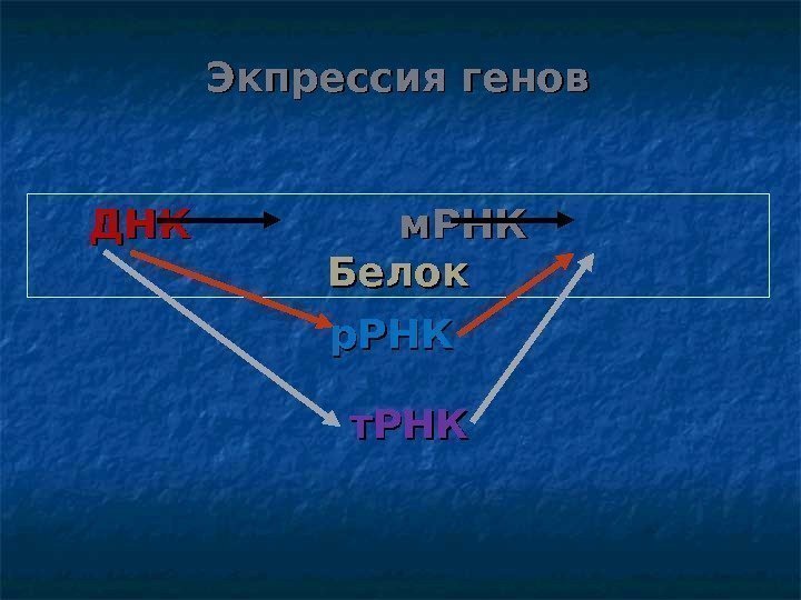 Экпрессия генов ДНКДНК      м. РНК    