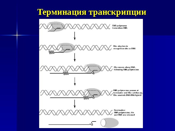 Терминация транскрипции 