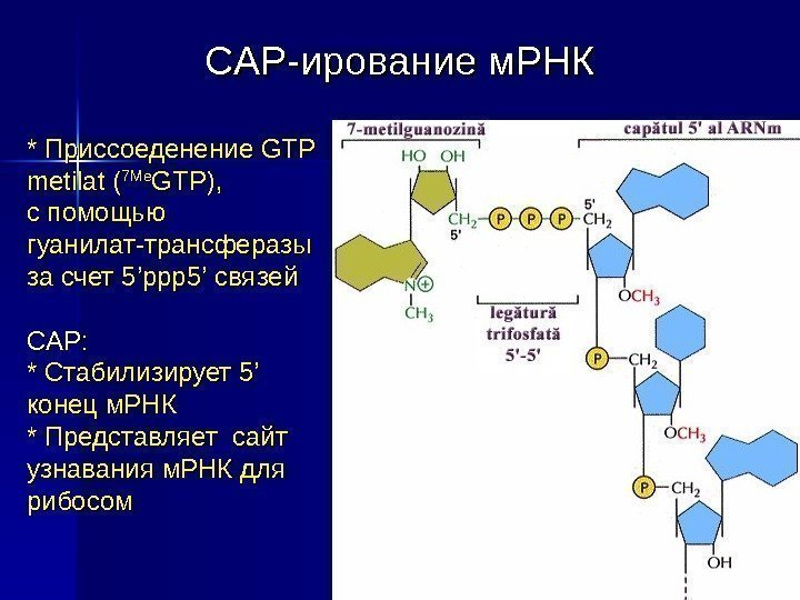 CAP- ирование м. РНК * * Приссоеденение GTP metilat ( 7 Me GTP), с