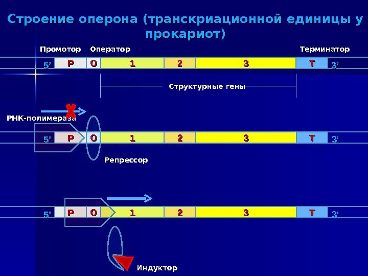 PP OO 11 22 33 TT 5’ 5’ 3’ 3’Промотор Оператор Терминатор Структурные гены