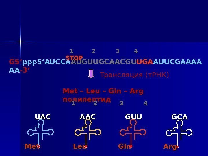 G 5 ’ ppp 5 ’ AU C CA AUGUUGCAACGU UGA AUUCGAAAA AA -3