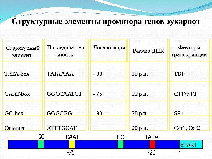 Структурные элементы промотора генов эукариот Структурный элемент Последова-тел ьность  Локализация  Размер ДНК