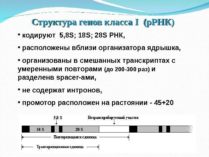 Структура генов класса II  (р. РНК) •  кодируют  5, 8 S;