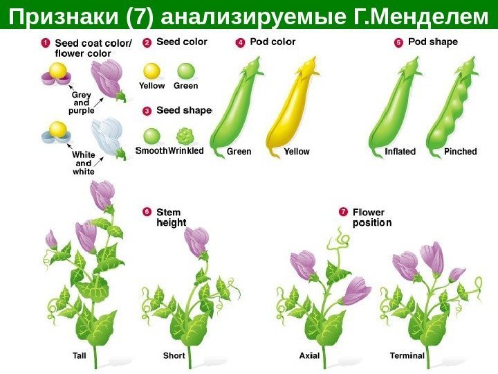 Признаки (7) анализируемые Г. Менделем 