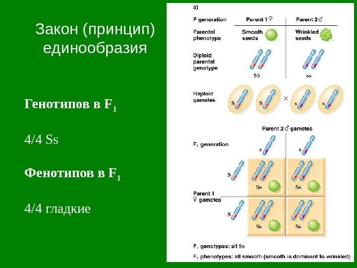 Закон ( принцип ) единообразия Генотипов в F 1  4/4 Ss Фенотипов в