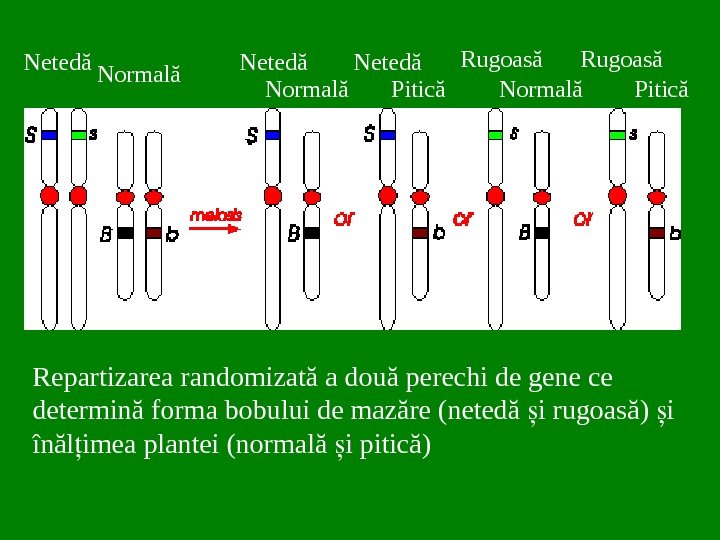Repartizarea randomizată a două perechi de gene ce determină forma bobului de mazăre (netedă