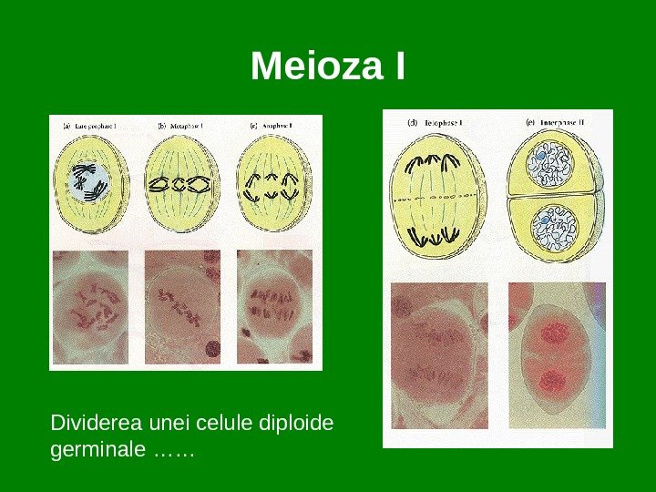 Meioza I Dividerea unei celule diploide germinale …… 