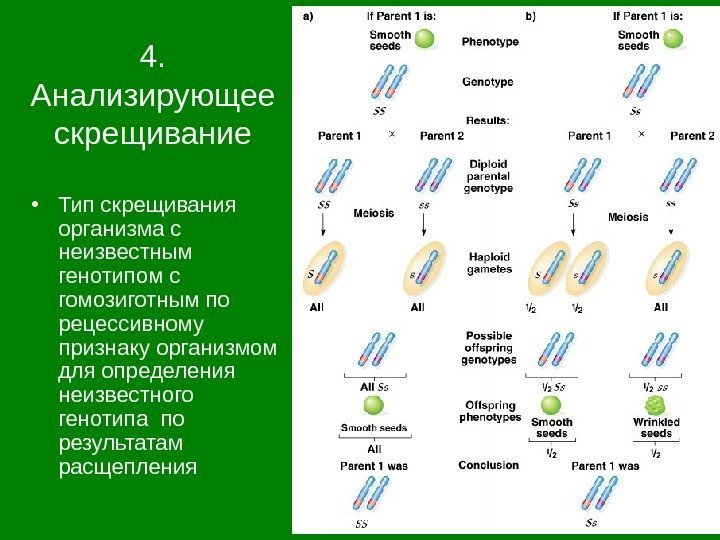4.  Анализирующее скрещивание • Тип скрещивания организма с неизвестным генотипом с гомозиготным по