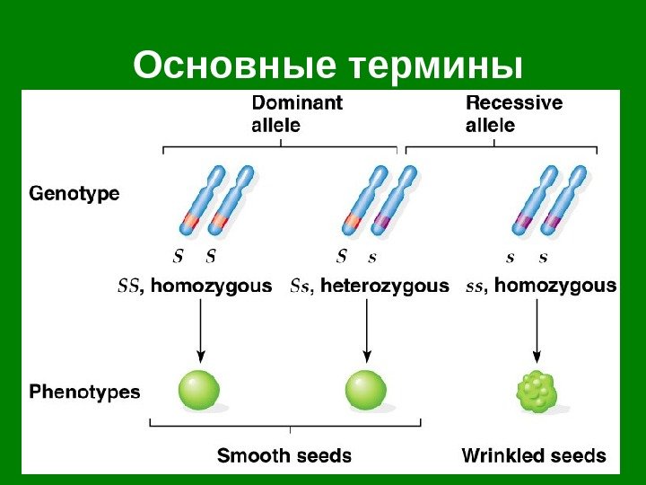 Основные термины 