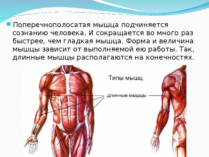  Поперечнополосатая мышца подчиняется сознанию человека. И сокращается во много раз быстрее, чем гладкая