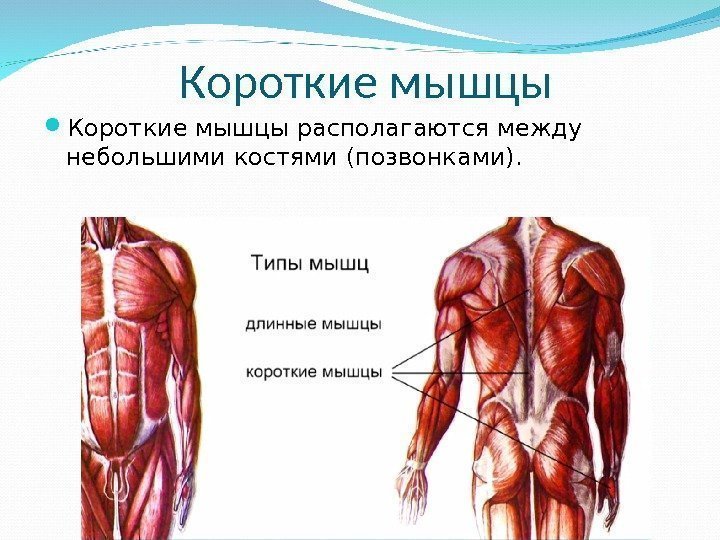 Короткие мышцы располагаются между небольшими костями (позвонками). 