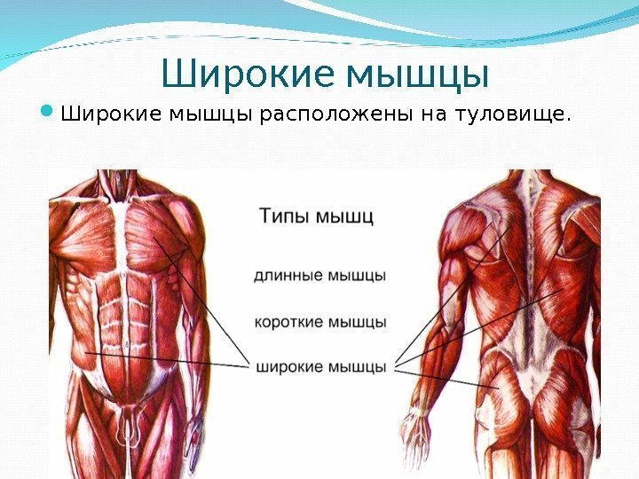 Широкие мышцы расположены на туловище. 