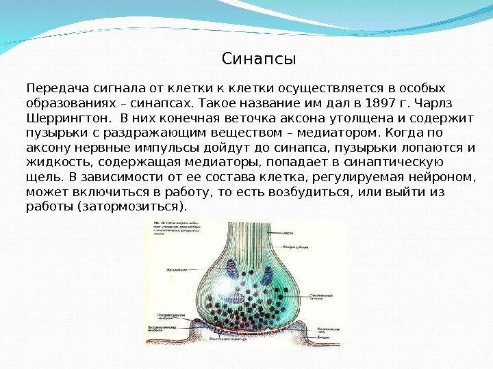 Синапсы Передача сигнала от клетки к клетки осуществляется в особых образованиях – синапсах. Такое