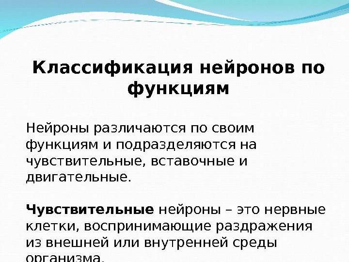 Классификация нейронов по функциям Нейроны различаются по своим функциям и подразделяются на чувствительные, вставочные