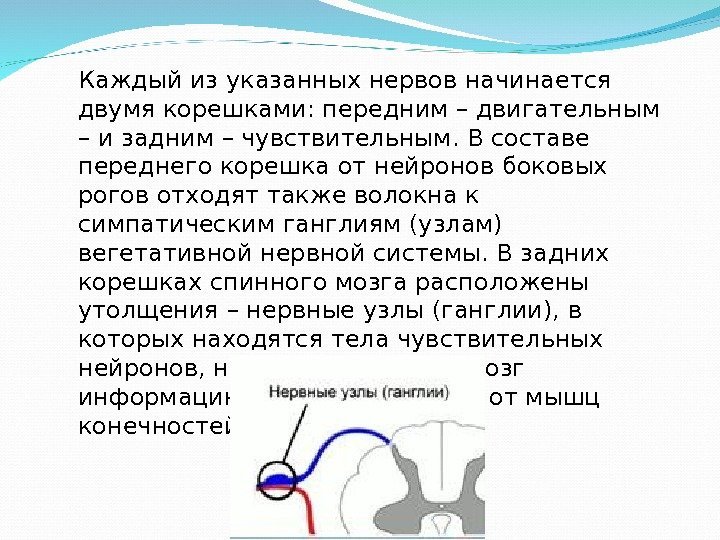 Каждый из указанных нервов начинается двумя корешками: передним – двигательным – и задним –