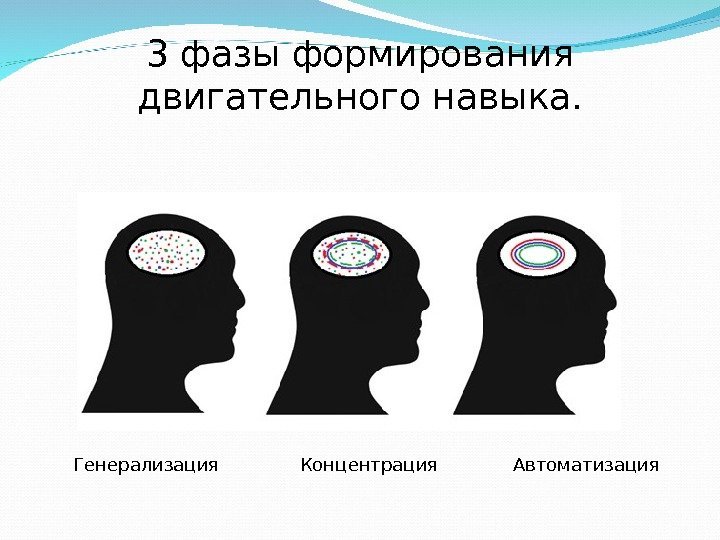 3 фазы формирования двигательного навыка.    Генерализация   Концентрация  