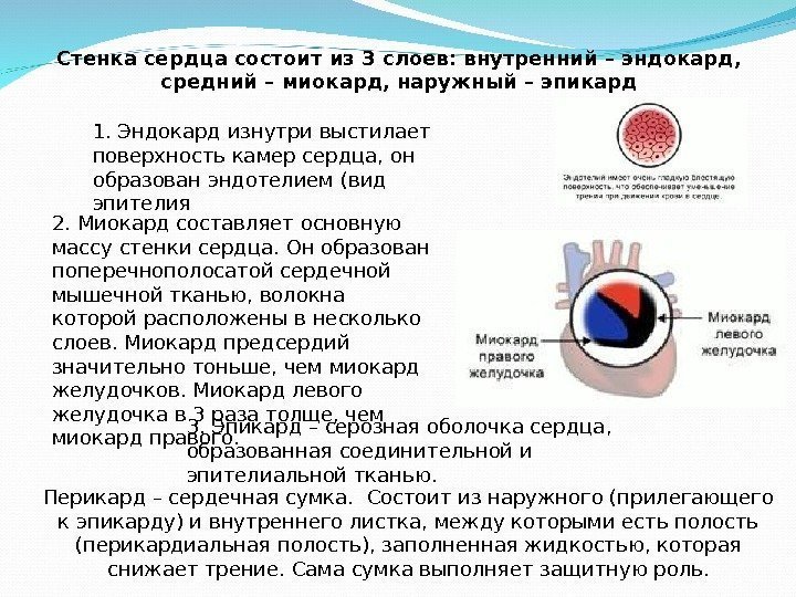 2. Миокард составляет основную массу стенки сердца. Он образован поперечнополосатой сердечной мышечной тканью, волокна