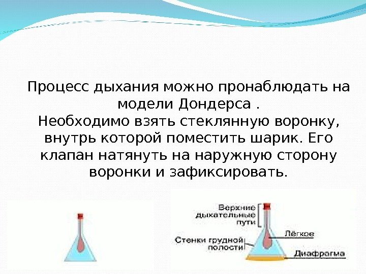 Процесс дыхания можно пронаблюдать на модели Дондерса. Необходимо взять стеклянную воронку,  внутрь которой