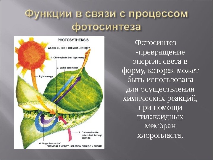 Фотосинтез -превращение энергии света в форму, которая может быть использована для осуществления химических реакций,