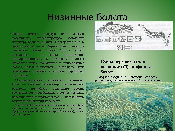 Низинные болота • обычно имеют вогнутую или плоскую поверх ность,  способствующую застойному характеру