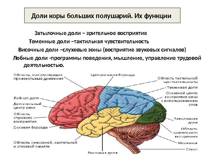      Затылочные доли – зрительное восприятие    