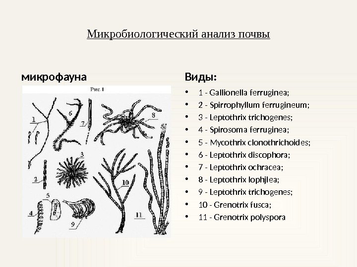 Микробиологический анализ почвы микрофауна Виды:  • 1 - Gallionella ferruginea;  • 2