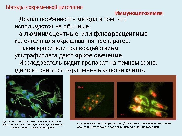 Другая особенность метода в том, что используются не обычные,  а люминисцентные , или