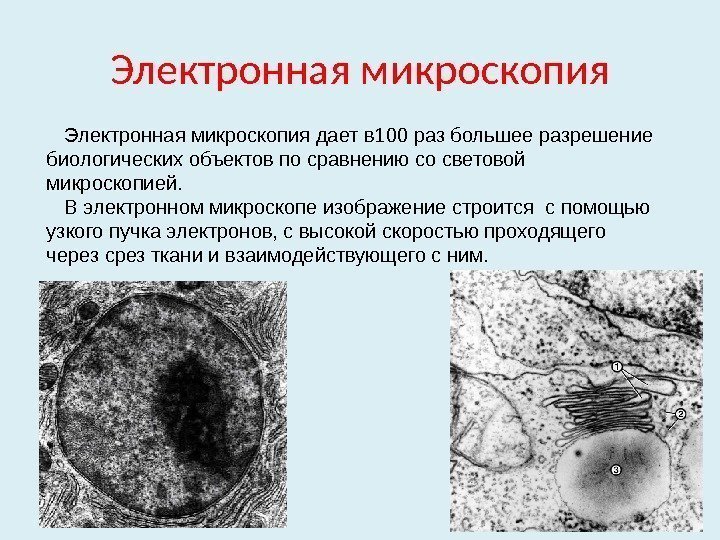 Электронная микроскопия дает в 100 раз большее разрешение биологических объектов по сравнению со световой