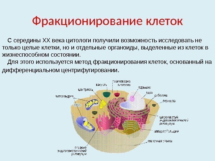 Фракционирование клеток С середины ХХ века цитологи получили возможность исследовать не только целые клетки,